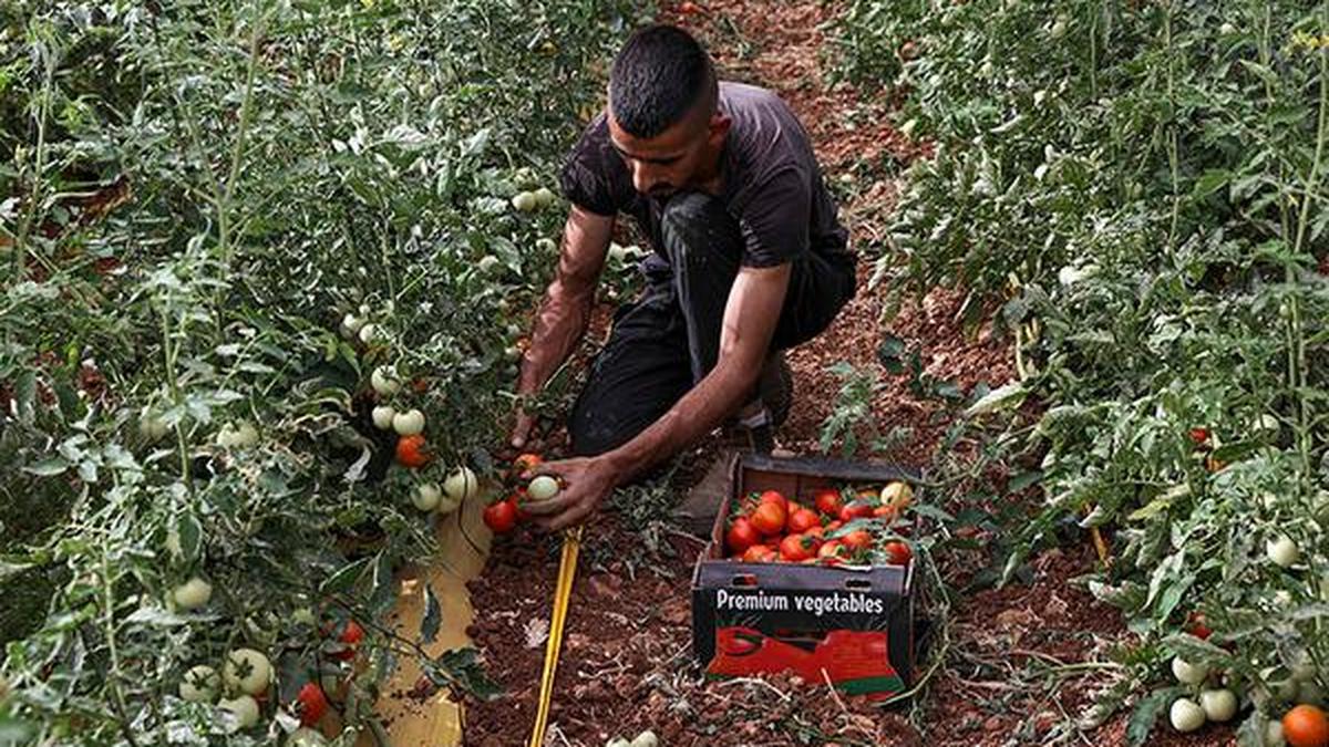 Palestinians turn to agriculture as war halts Israeli work permits