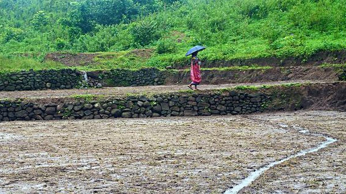 Women, the heart of Kondh agriculture on Andhra Pradesh-Odisha border