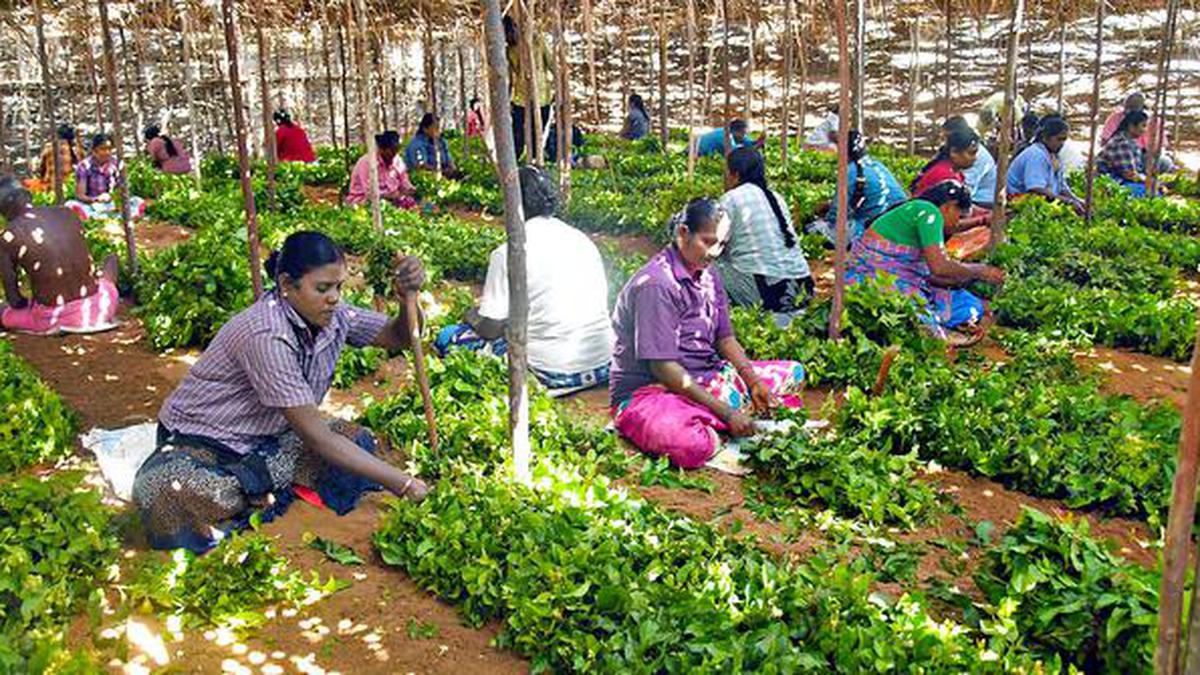 Watch | The lesser-known origin of Madurai jasmine