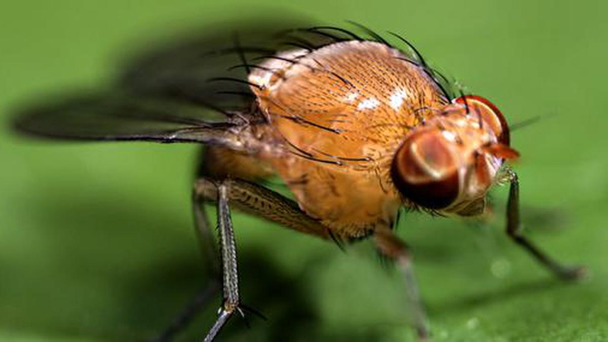 Why it matters that scientists modified a ‘sexual’ fruit fly to be asexual
Premium