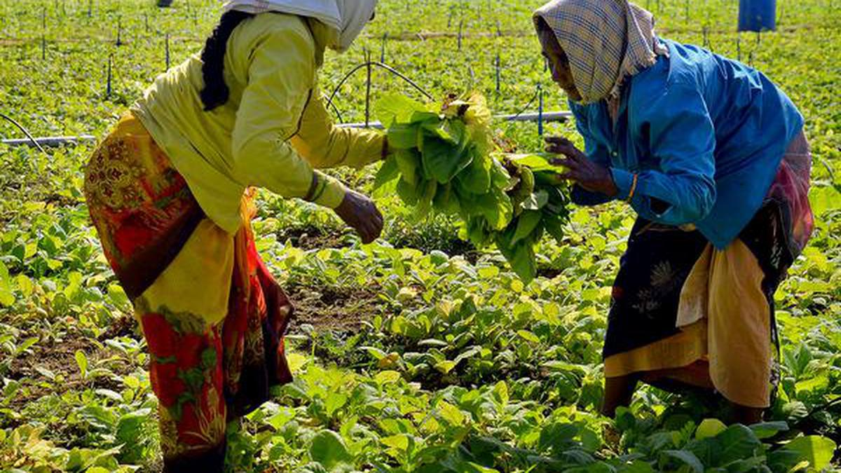 Cyclone Mandous, an year-end jolt for tobacco growers