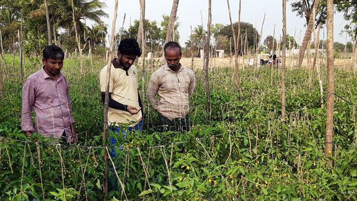 Tomato farmers in turmoil  
Premium