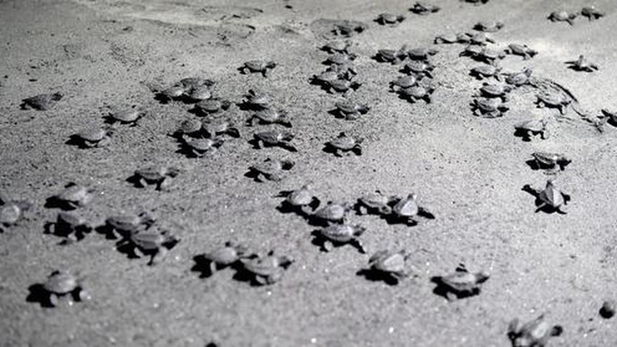 Harbouring tenderness amid rough waters
Premium