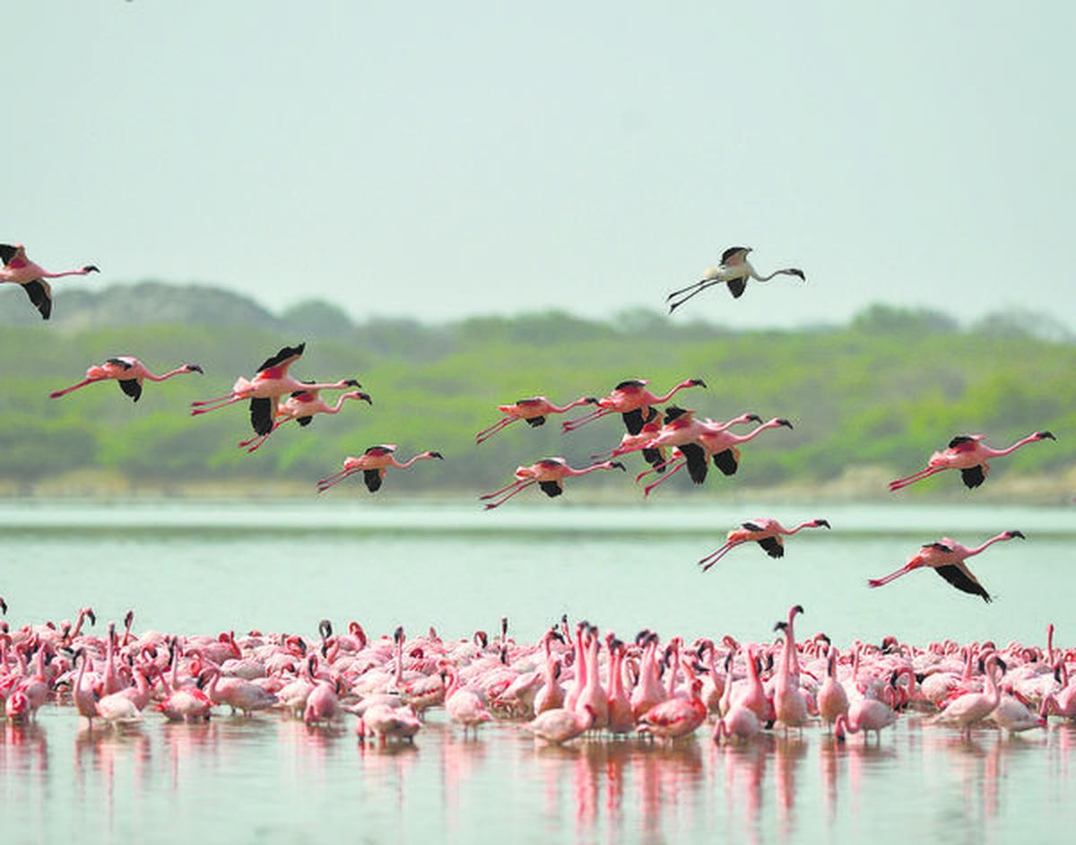 नवंबर में राजहंस जैसे कई प्रवासी पक्षी आते हैं  नवंबर में राजहंस जैसे कई प्रवासी पक्षी आते हैं