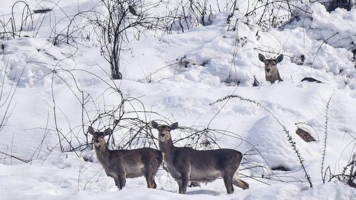 Humans putting Himalayan Hangul Deer under stress during mating, birthing seasons