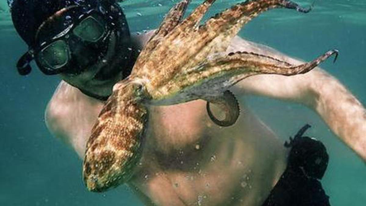 Animal rights activists protest octopus farm plans in Spain
Premium