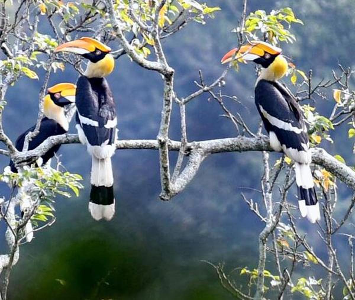 इंसानों की तरह, पक्षी गाते हैं, नृत्य करते हैं, अपने साथियों से प्रेमालाप करते हैं और घर बनाते हैं इंसानों की तरह, पक्षी गाते हैं, नृत्य करते हैं, अपने साथियों से प्रेमालाप करते हैं और घर बनाते हैं