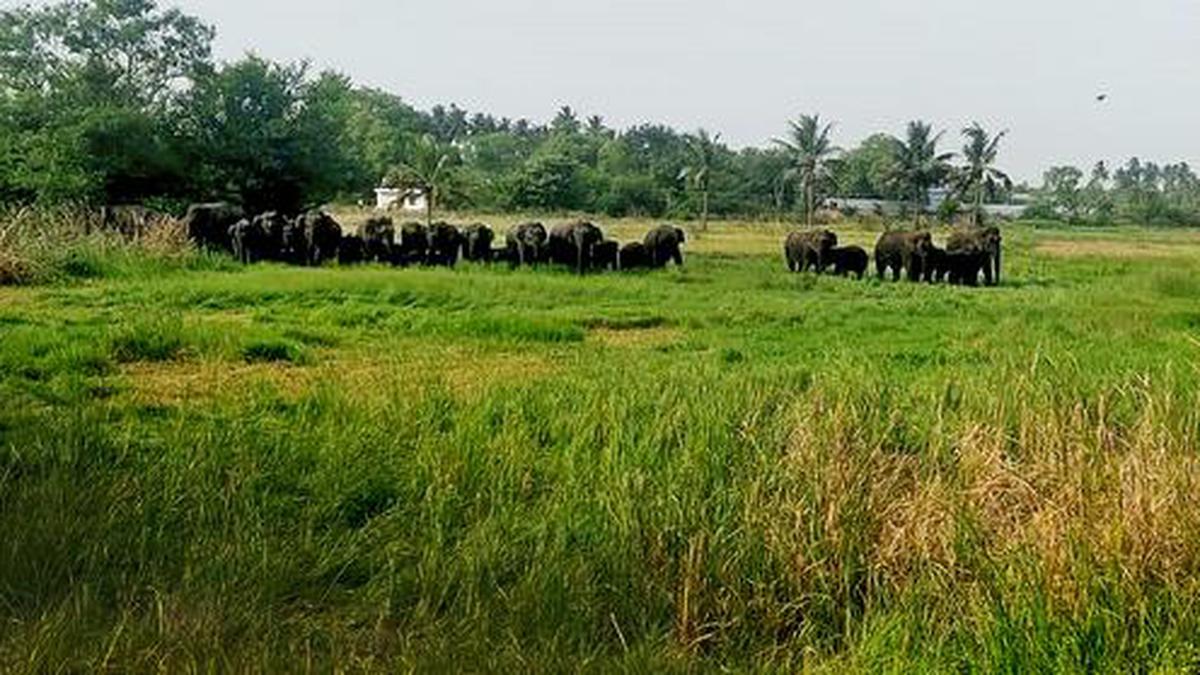 Elephant watchers in Andhra Pradesh are born survivors, living on the edge of subsistence