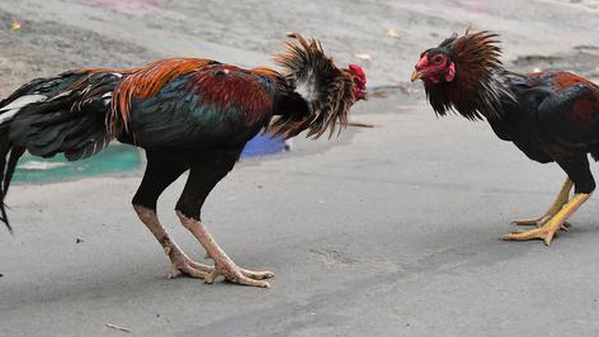 Cockfighting during Sankranthi festival: Andhra Pradesh’s battle between tradition and animal rights