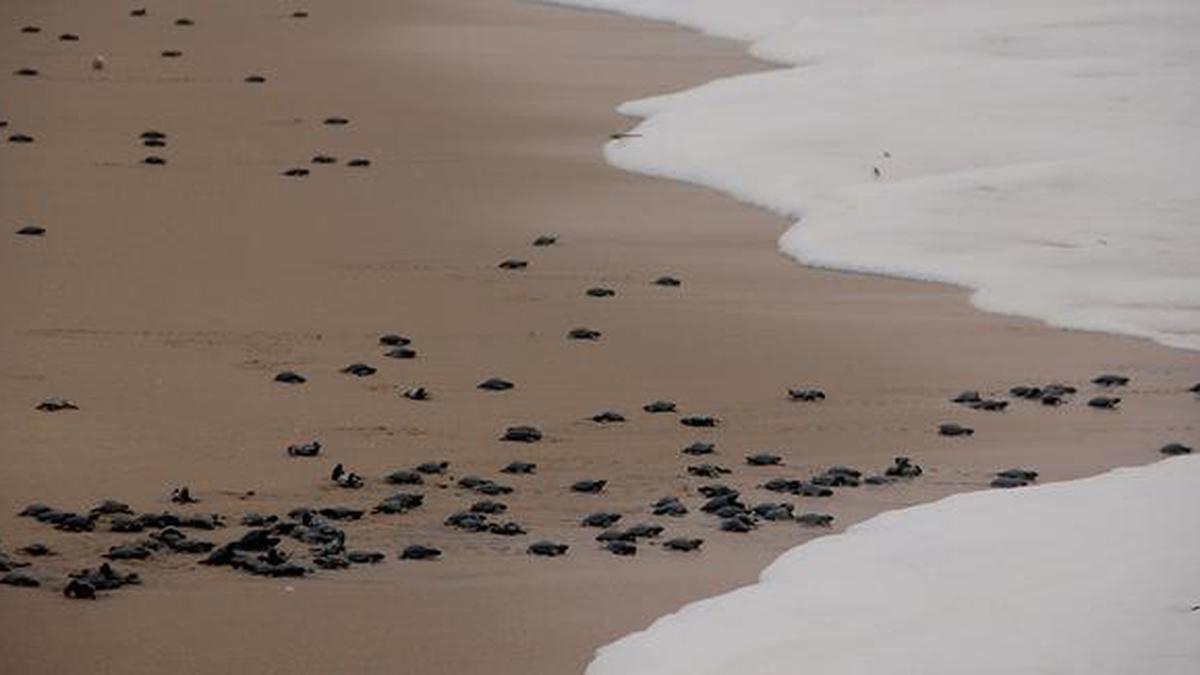 Rising seas could flood olive ridley nesting sites by 2050: study