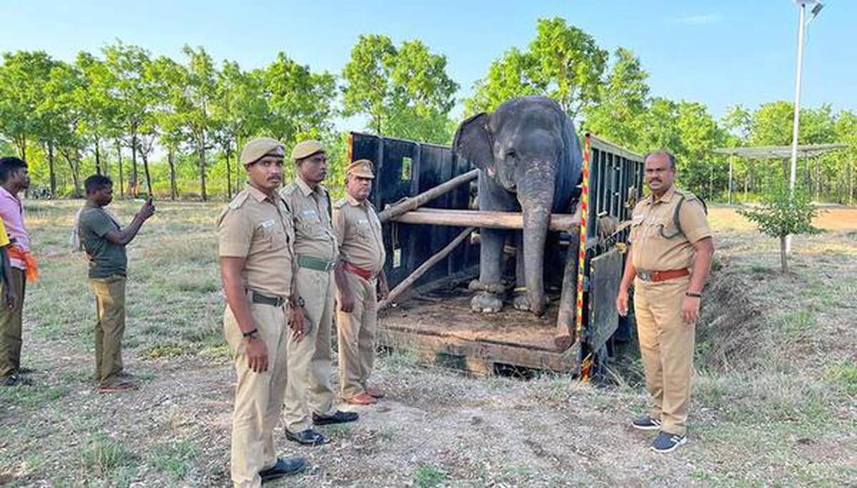 Rupali l'éléphant en mai 2022 au centre de sauvetage et de réhabilitation des éléphants MR Palayam près de Tiruchi.  Par convention spéciale