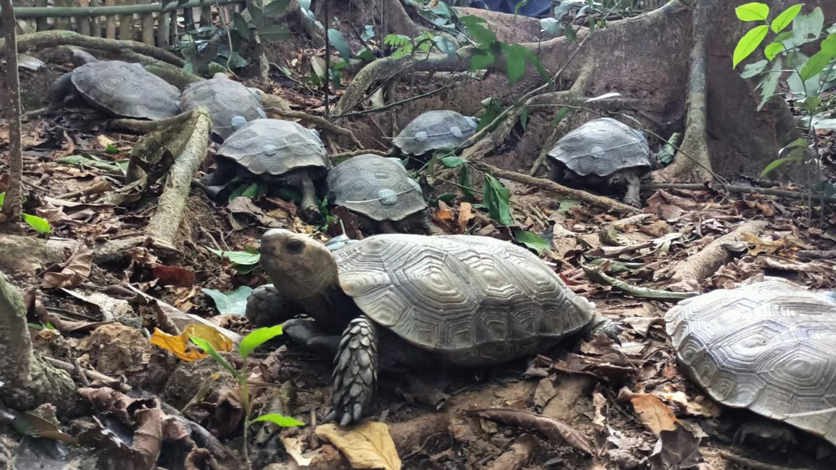 Coming home | Asian Giant Tortoise re-wilded in Nagaland to bring species back from the brink