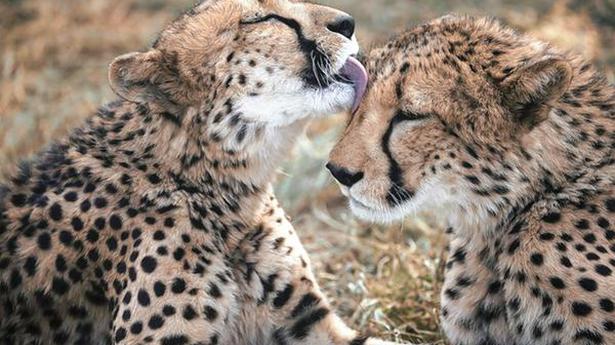 India set to be home of cheetahs after 70 years at Madhya Pradesh park