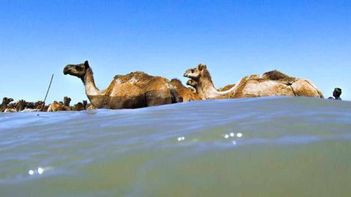 Watch | The swimming camels of Kutch - The Hindu