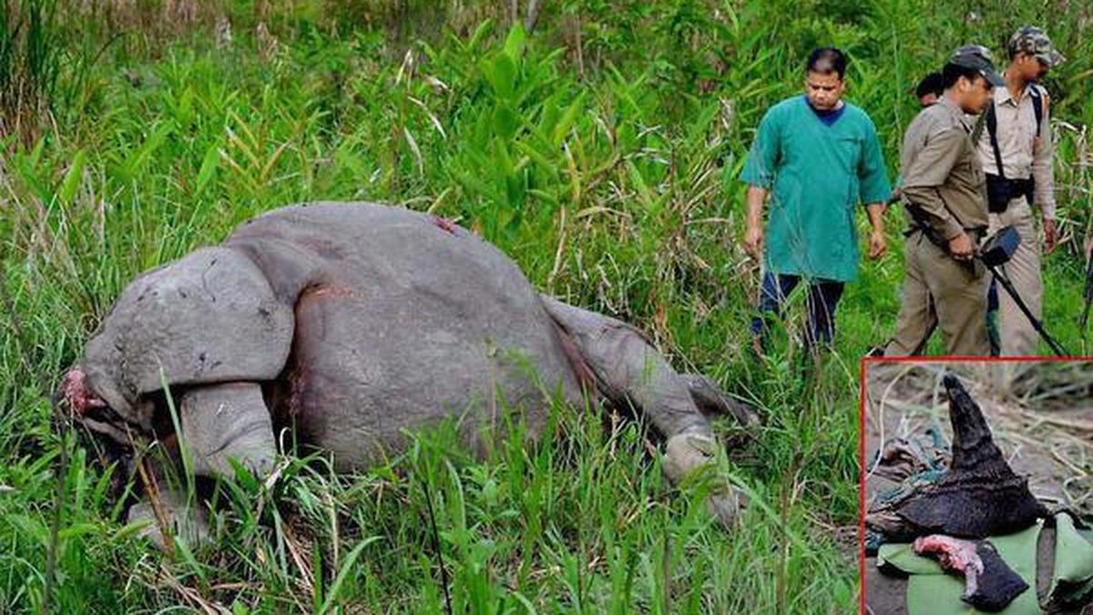 Poachers kill rhino, escape with horn in Kaziranga The Hindu