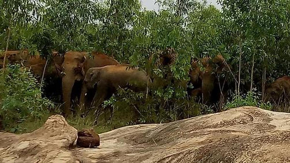 Elephants killed over 2,300 people in last five years Environment