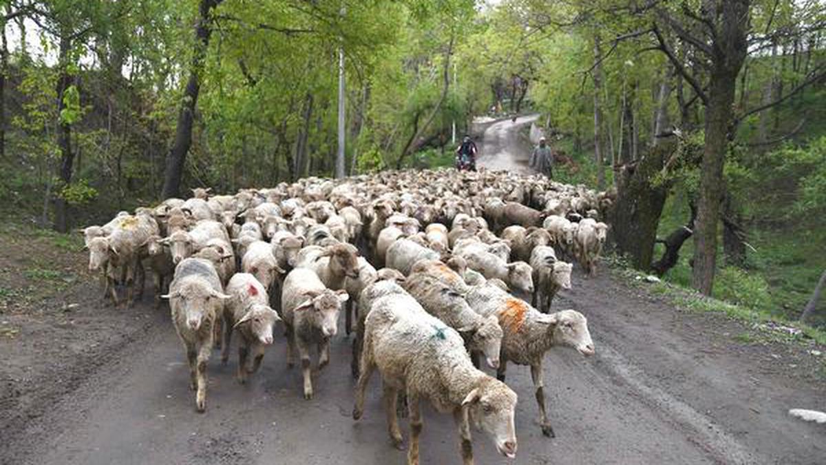 J&K Forest dept. withdraws ‘improper language’ for pheran, shepherds in a suspension order