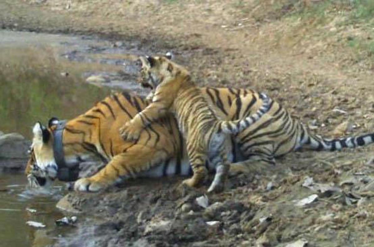  A tigress with her cub drinking water at a pond in the Sariska Tiger Reserve