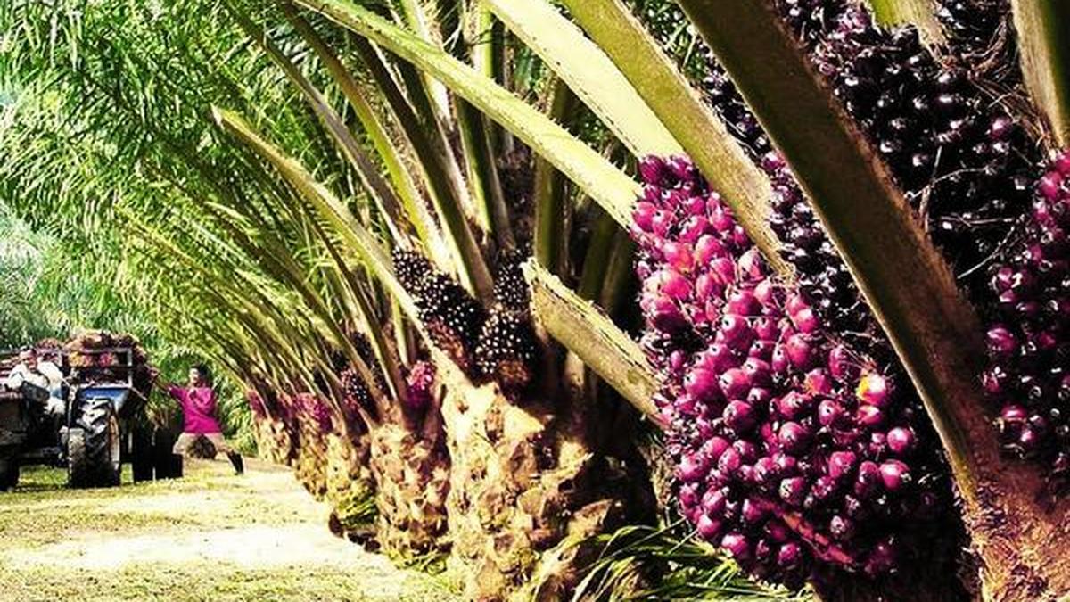 Palm oil imports in May jump 87% to six-month high in India, dealers say