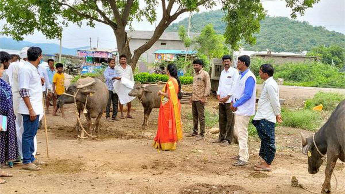 Alert Sounded After Cases Of Lumpy Skin Disease Emerge Among Vaccinated Cattle In Rayalaseema Of 7211