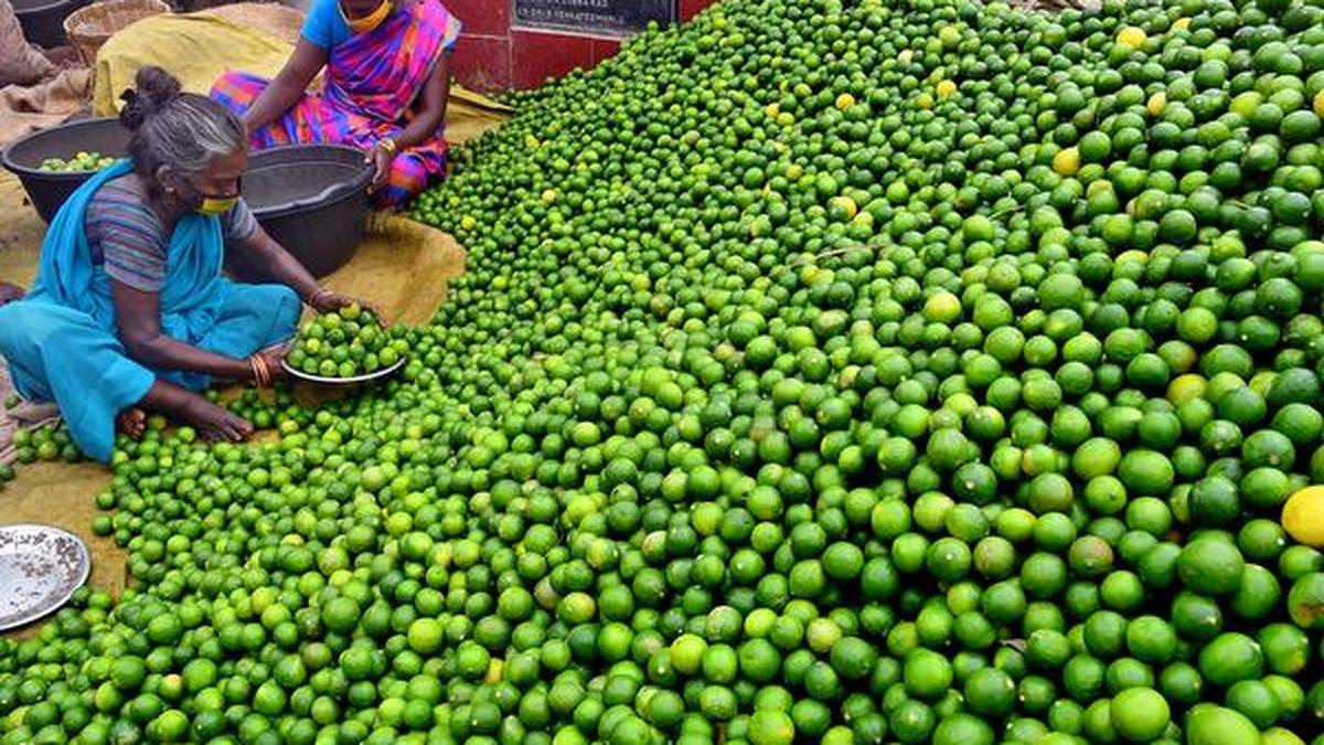 GI tag application filed for ‘Ananthapuramu Lemon’ from Anantapur district