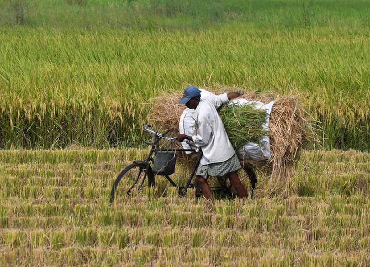 Watch Who Is A Farmer The Hindu