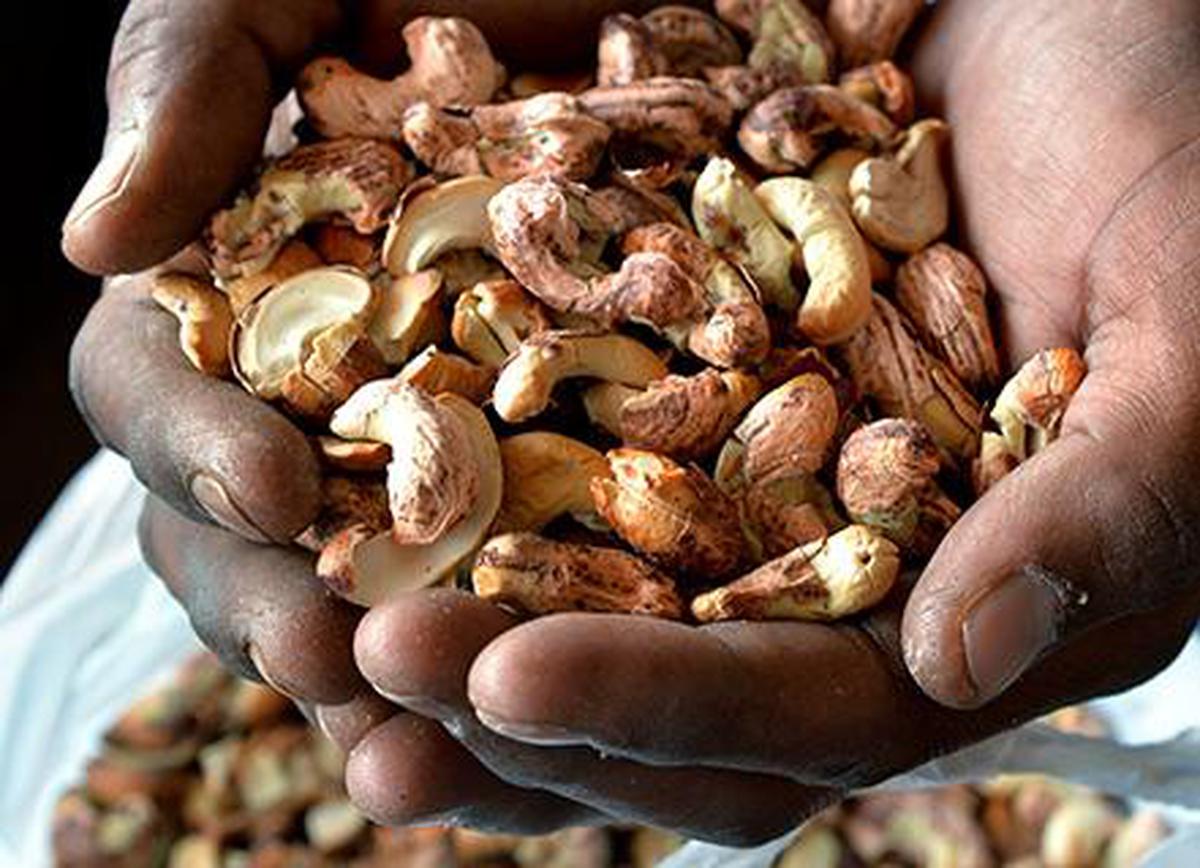 Restore incentive for cashew exports: Tamil Nadu Cashew Processors and Exporters Association