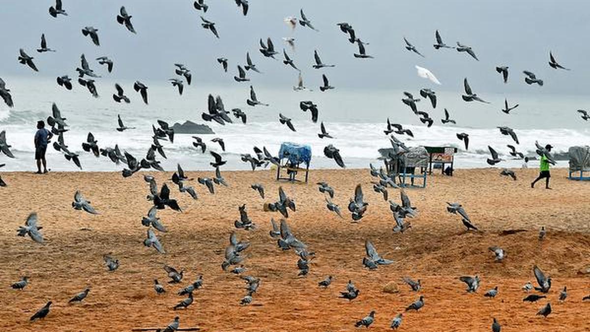 25 pigeons stolen from businessman’s house