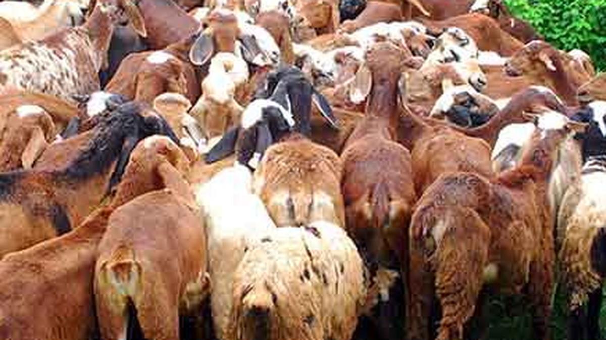 ED to probe ₹700-crore sheep procurement scam in Telangana