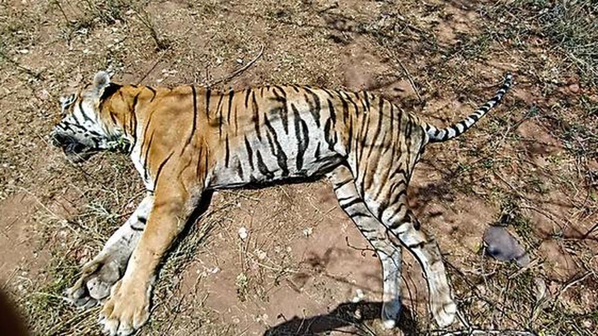 Leopard, three tigers die of Avian flu in Maharashtra’s Gorewada Rescue Centre