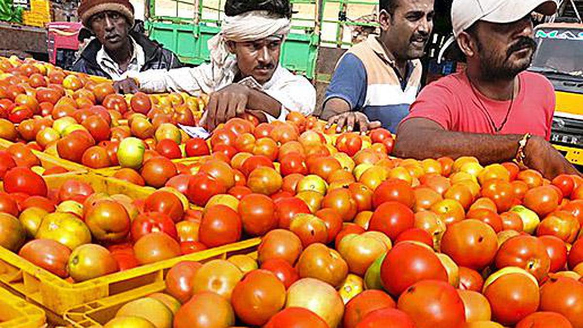 About five tonne tomatoes imported from Nepal in transit; to be sold in Uttar Pradesh at subsidised rate: NCCF