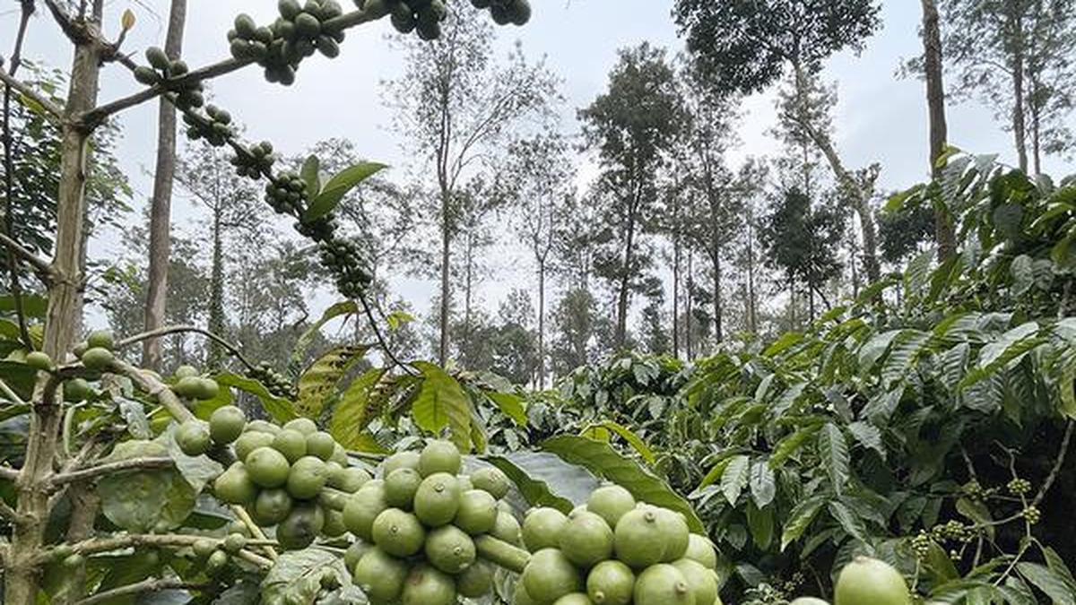 Coffee Board opens special kiosk in Bengaluru to train women in coffee business