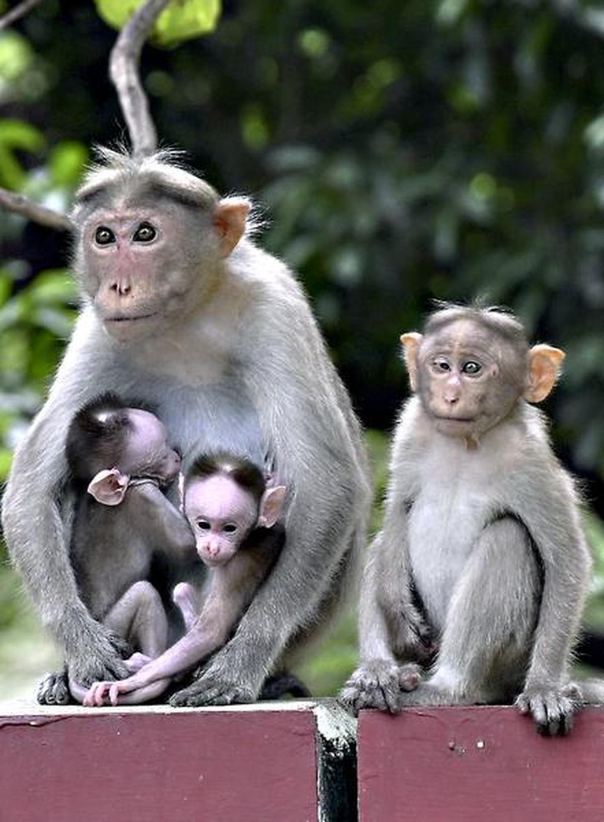 Monkeys often live in close association with humans 