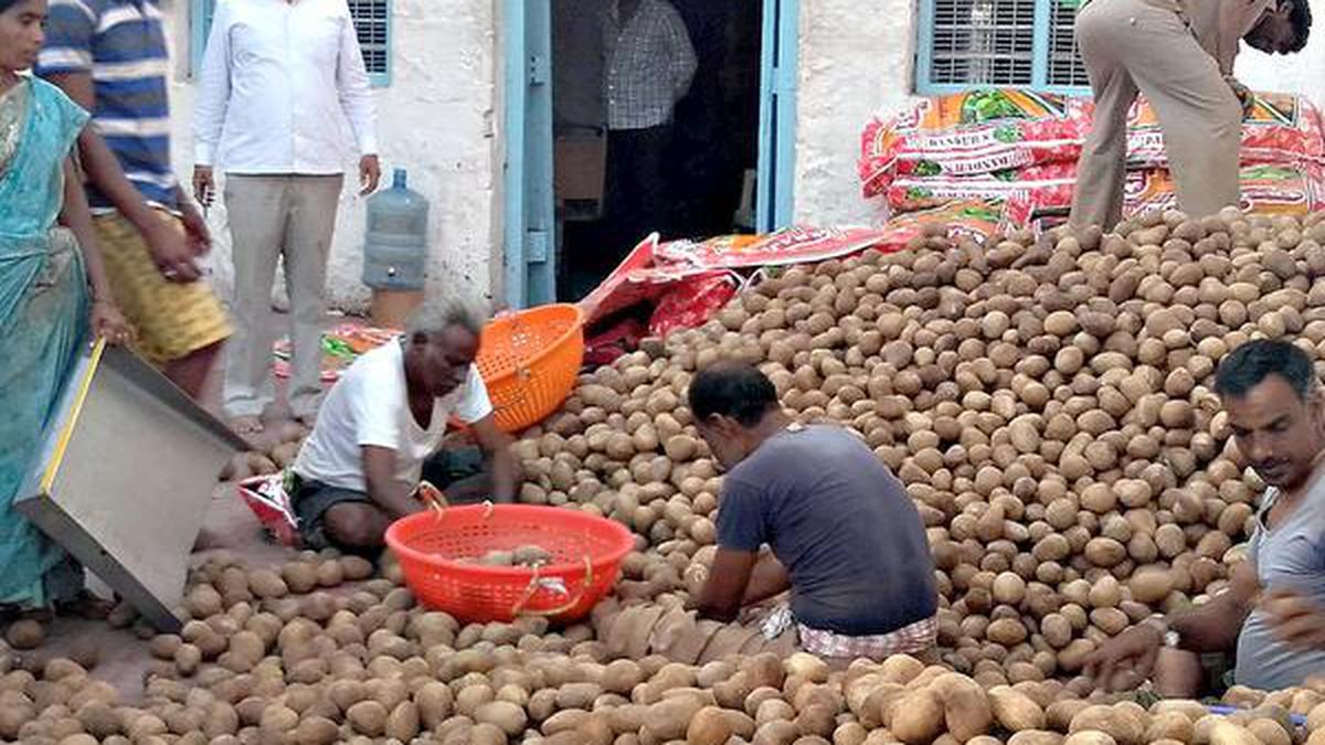 Coconut farmers lose sleep as copra price goes from ₹14,500 to ₹7,000 per quintal in 8 months