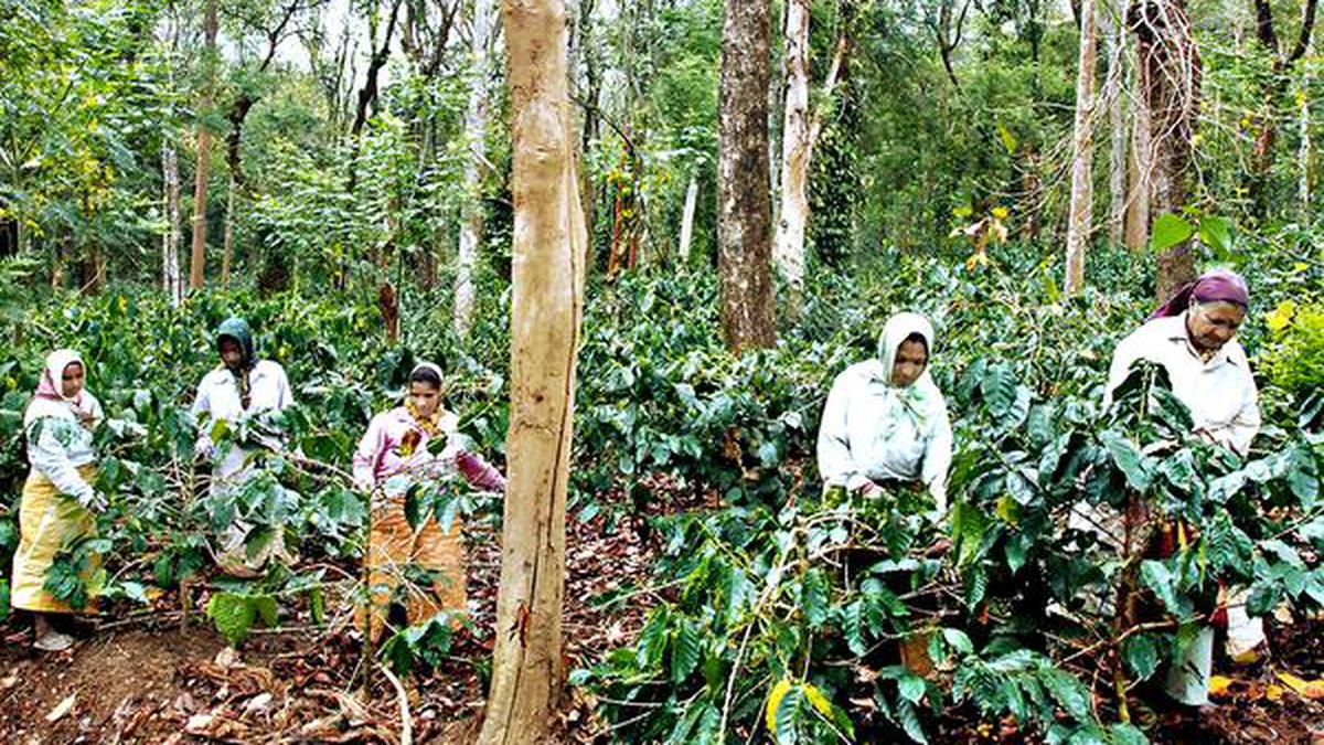 Movement of elephants hits coffee harvest in Karnataka