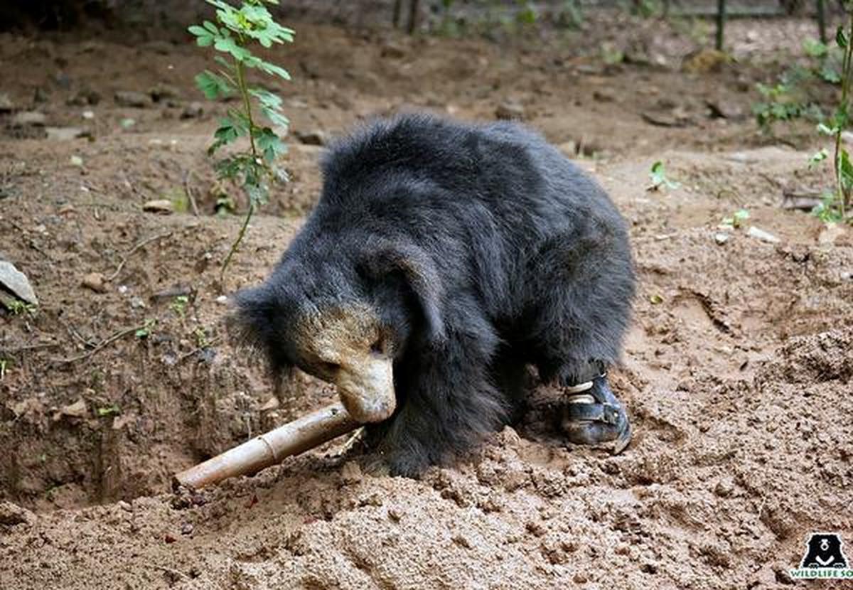 In a first, rescued sloth bear from Ballari district gets prosthetic leg -  The Hindu