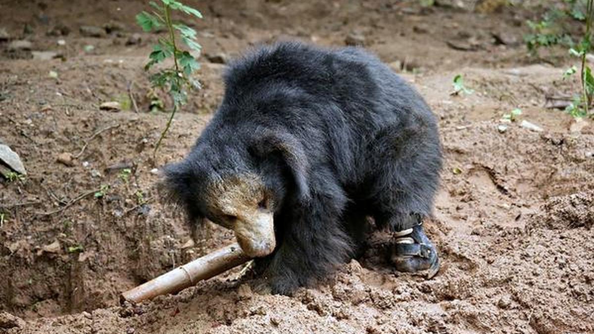 In a first, rescued sloth bear from Ballari district gets prosthetic