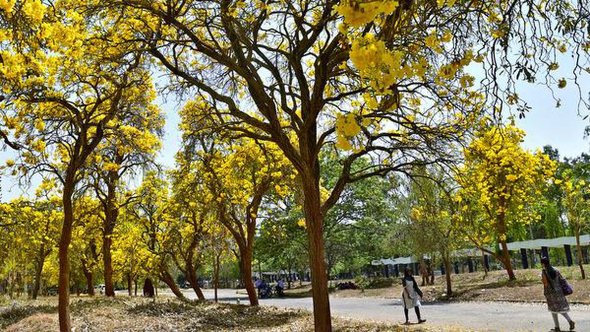 Cigarette butt thrown carelessly sets off fire in BU campus in Bengaluru