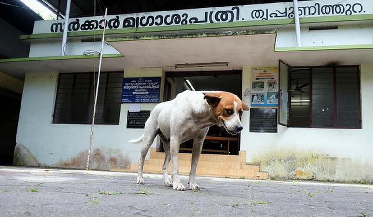 Health department to vaccinate vets, dog catchers - The Hindu