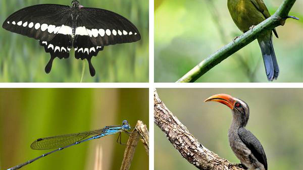faunal-survey-at-vazhachal-records-nearly-400-species-the-hindu