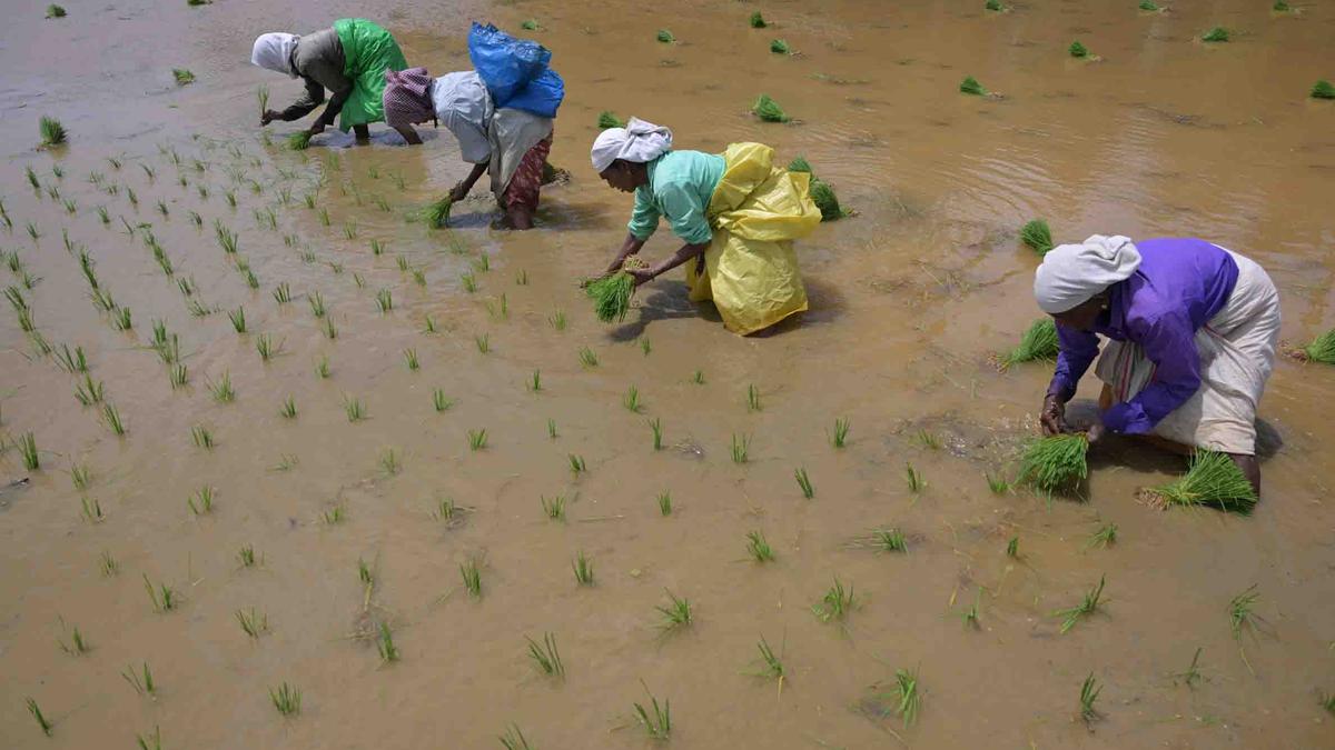 Farmers appeal for payment for paddy procurement