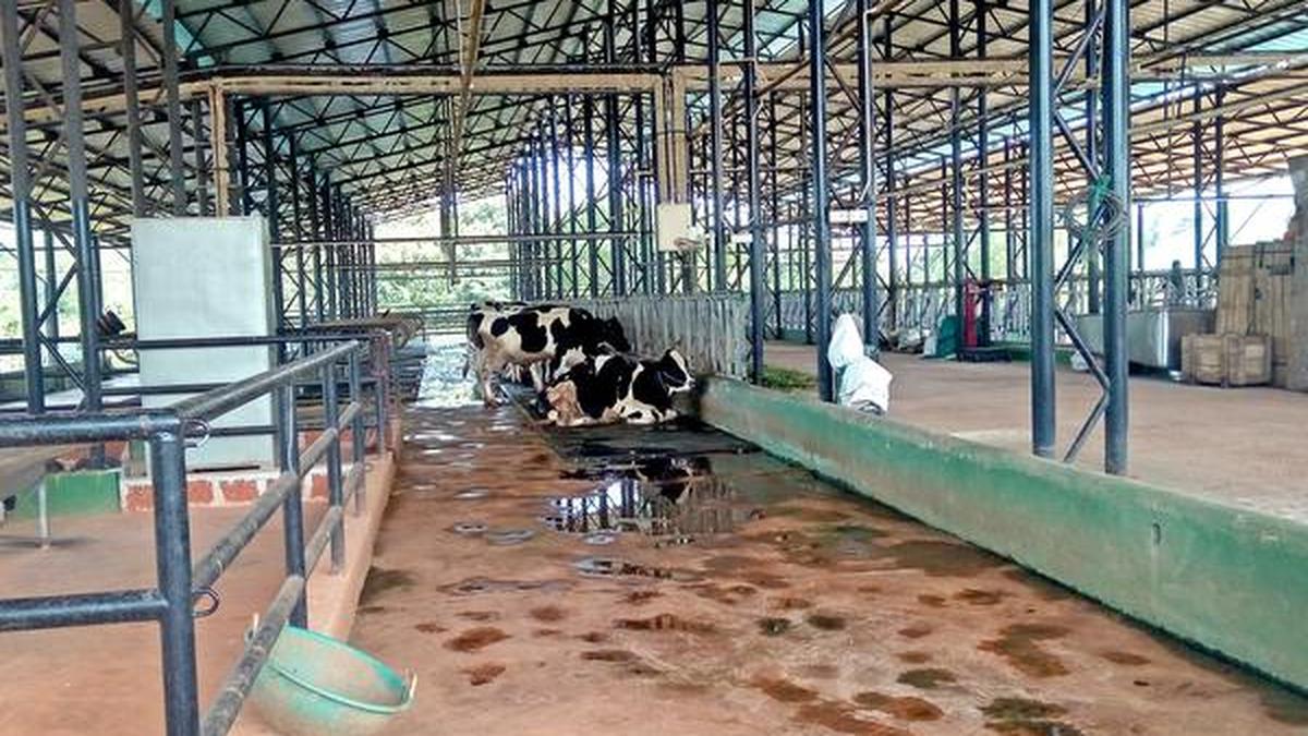 PCK’s hitech dairy farm underutilised The Hindu
