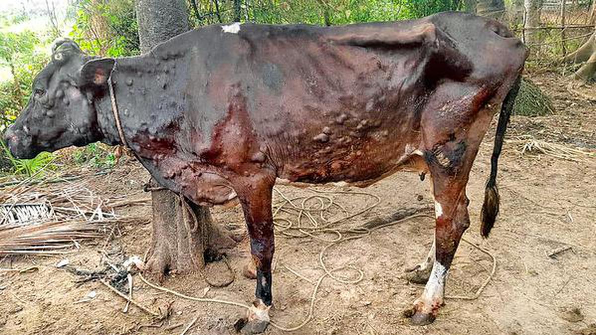 Lumpy skin disease in cattle spreads to over 8 States and UTs; 7,300 animals dead so far