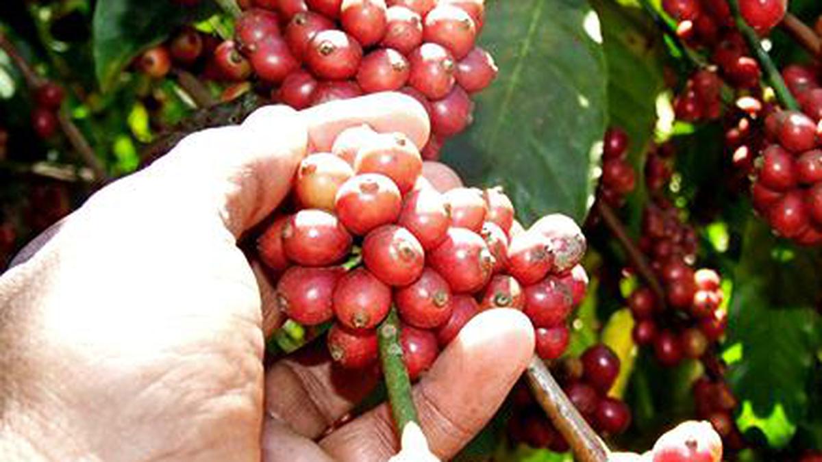 Brazil robusta coffee harvesting pace picking up