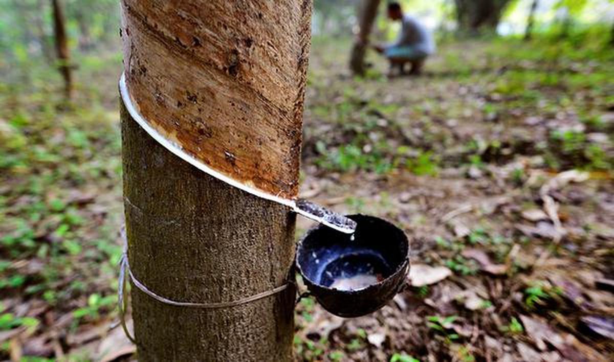 A beetle-fungi combo threatens plantations in rubber capital Kerala - The  Hindu