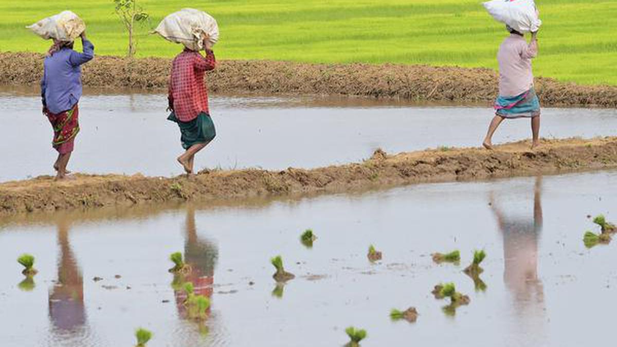 Data | Kharif sowing takes a hit as southwest monsoon stalls