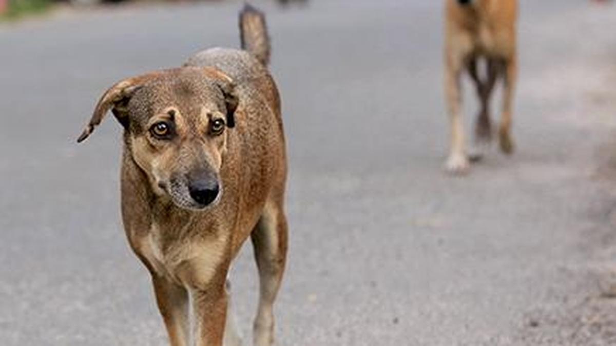 Sterilisation, vaccination of community dogs intensified in Perambalur