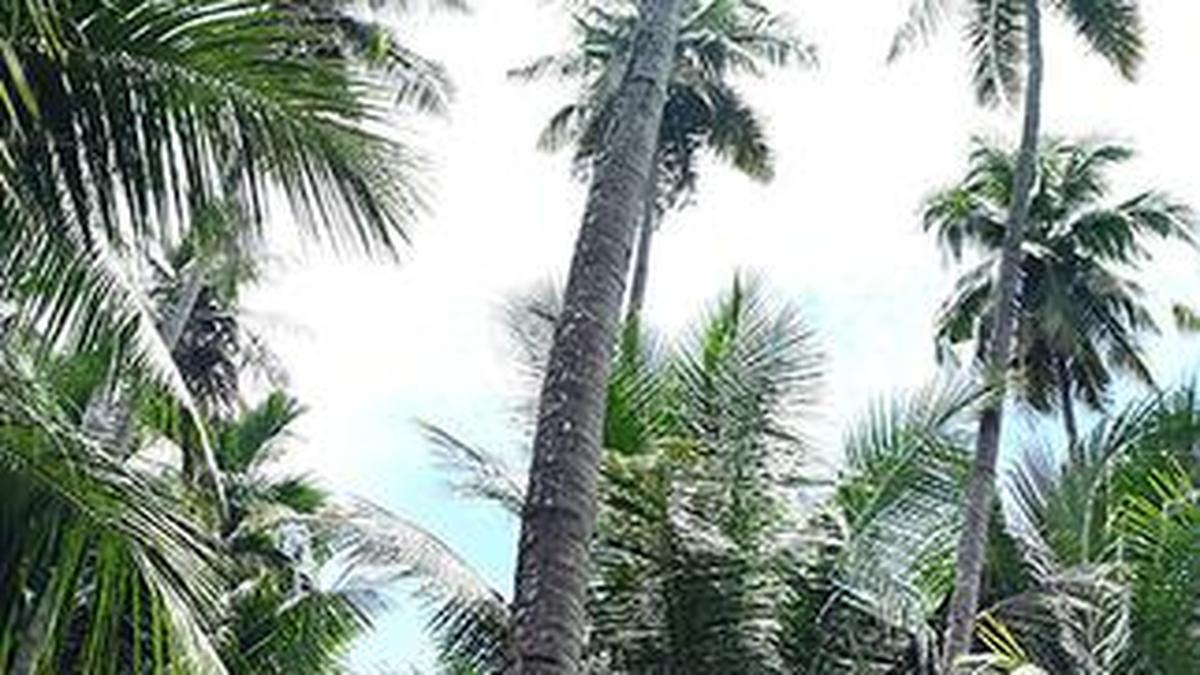 Watch | Why is ‘Ayyampalayam Nettai’ coconut variety unique?