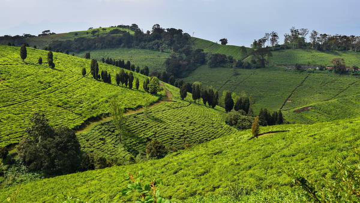 Key buyer Iran not lifting Indian tea, say exporters