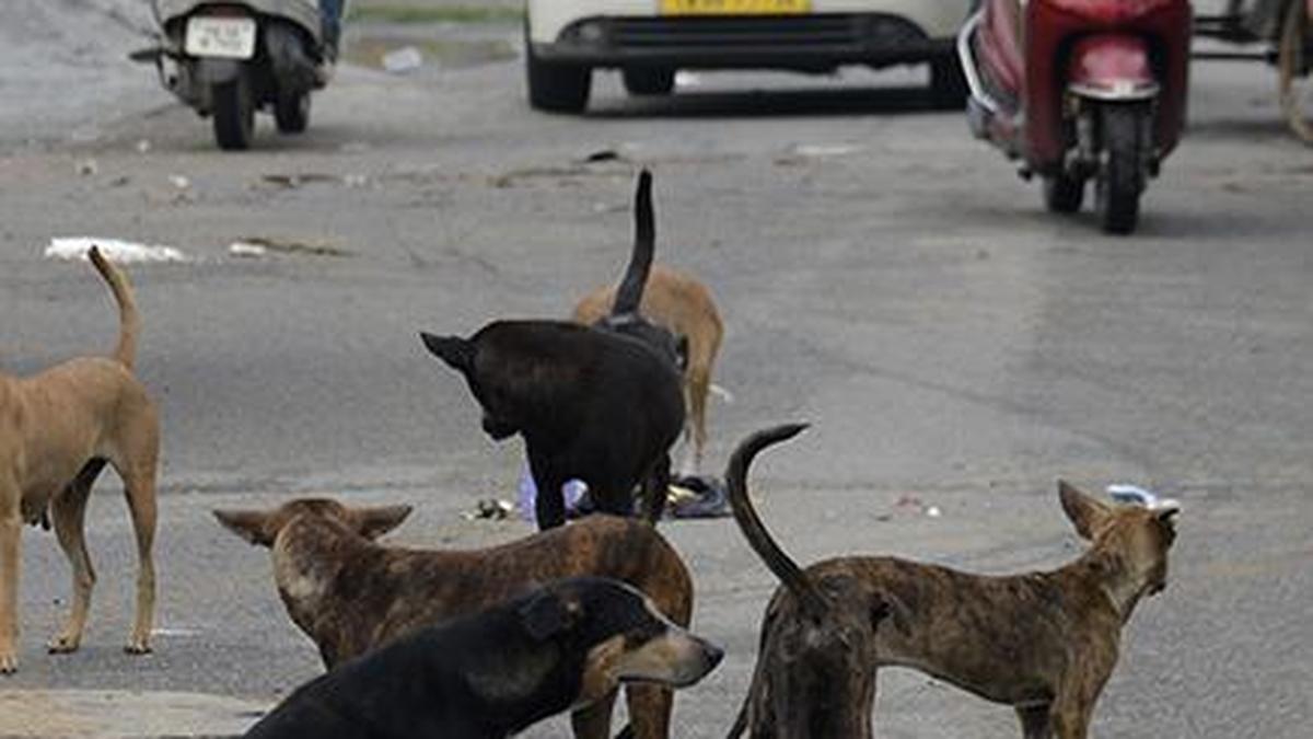 Licensing process will help curb man-animal conflicts in Chennai: Mayor